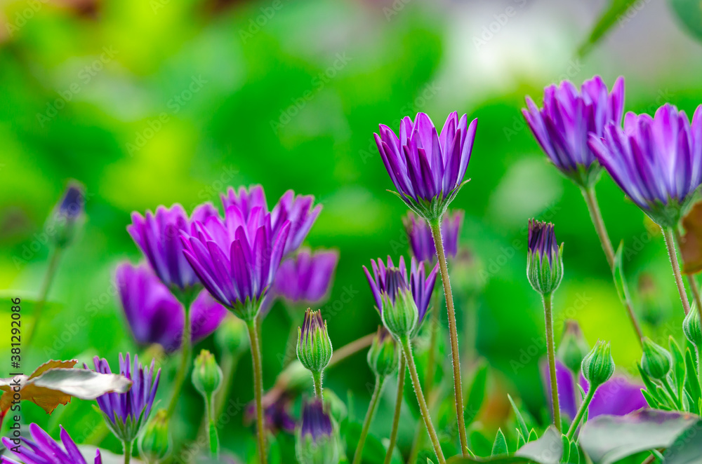 Beautiful blooming purple flowers in the garden Beautiful blooming purple flowers in the garden