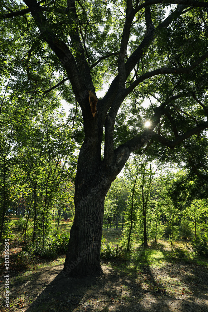 Beautiful city park in bright sunny morning Beautiful city park in bright sunny morning