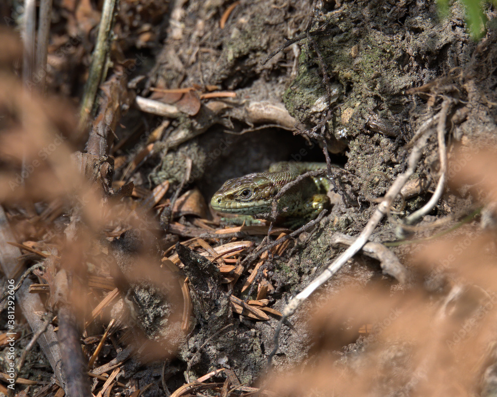 Fototapeta premium Common lizard , viviparous lizard on the forest floor..