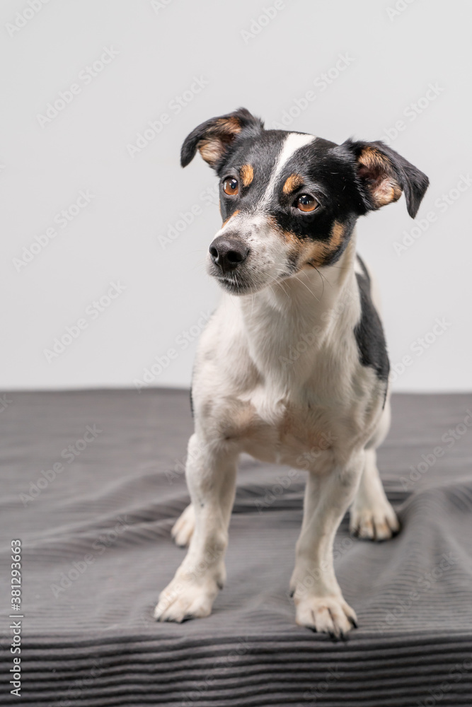 Young brown, black and white Jack Russell Terrier posing in a studio, full body, copy space