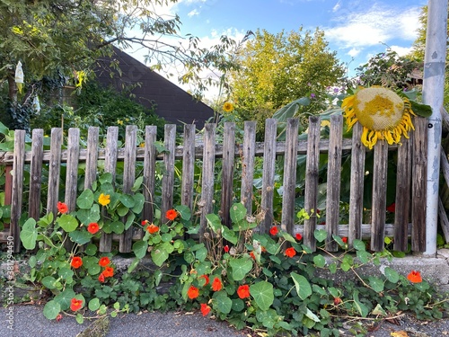 Große Sonnenblume am verblühen, steht an Holzzaun, daneben zwischen Asphalt und Gartenzaun Kapuzinerkresse photo