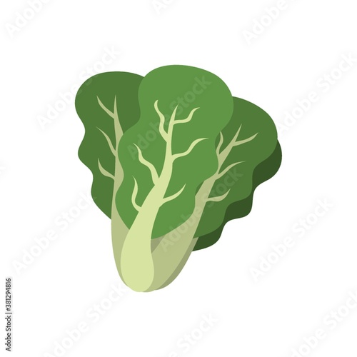 lettuce