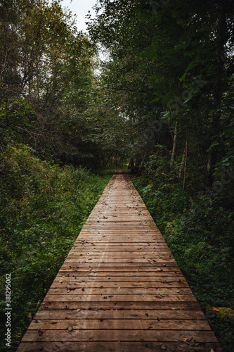 A vertical shot of a boardwalk in a forest surrounded by greenery.