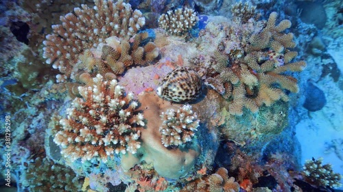 Tiger cowrie at the bottom of the reef
 photo