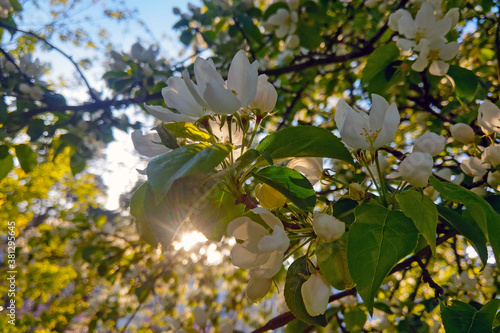 Blooming branches of an apple tree in spring on a sunny day.