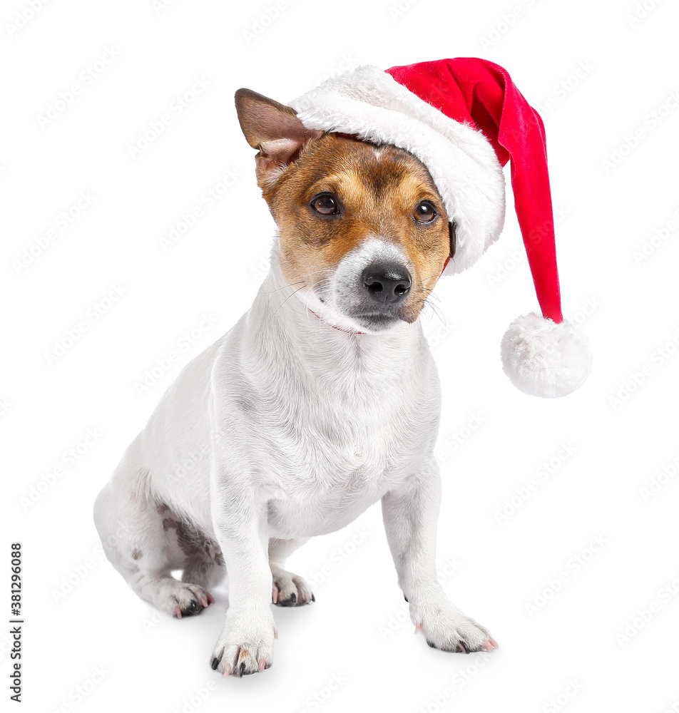 Cute funny dog in Santa hat on white background