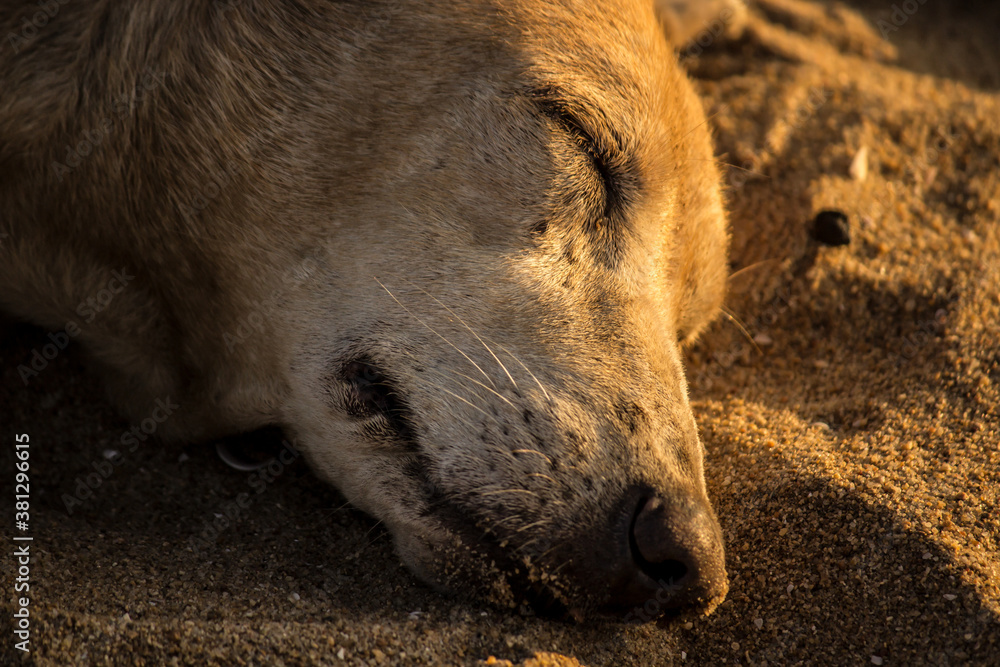 Close up portrait of an indie stray dog sleeping on sand during the golden hour Close up portrait of an indie stray dog sleeping on sand during the golden hour