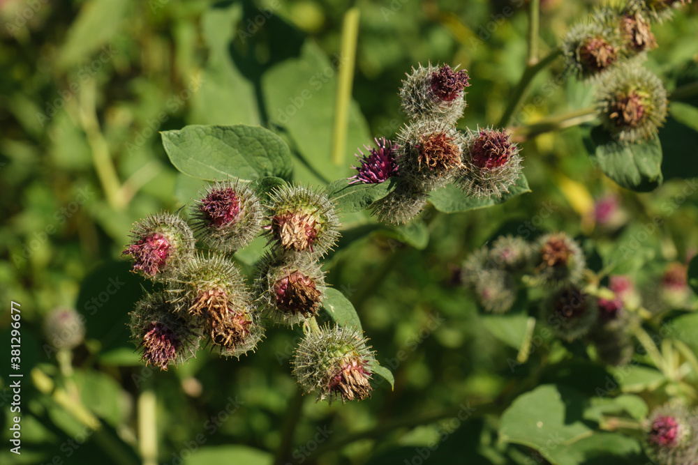 Knospen und Blüten einer Distel im Sommer im Wald Knospen und Blüten einer Distel im Sommer im Wald