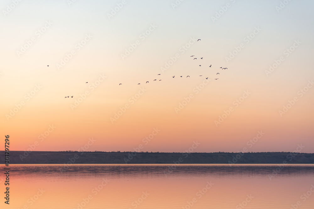 Group of birds flying over the lake with evening sunset. Beautiful view of nature.