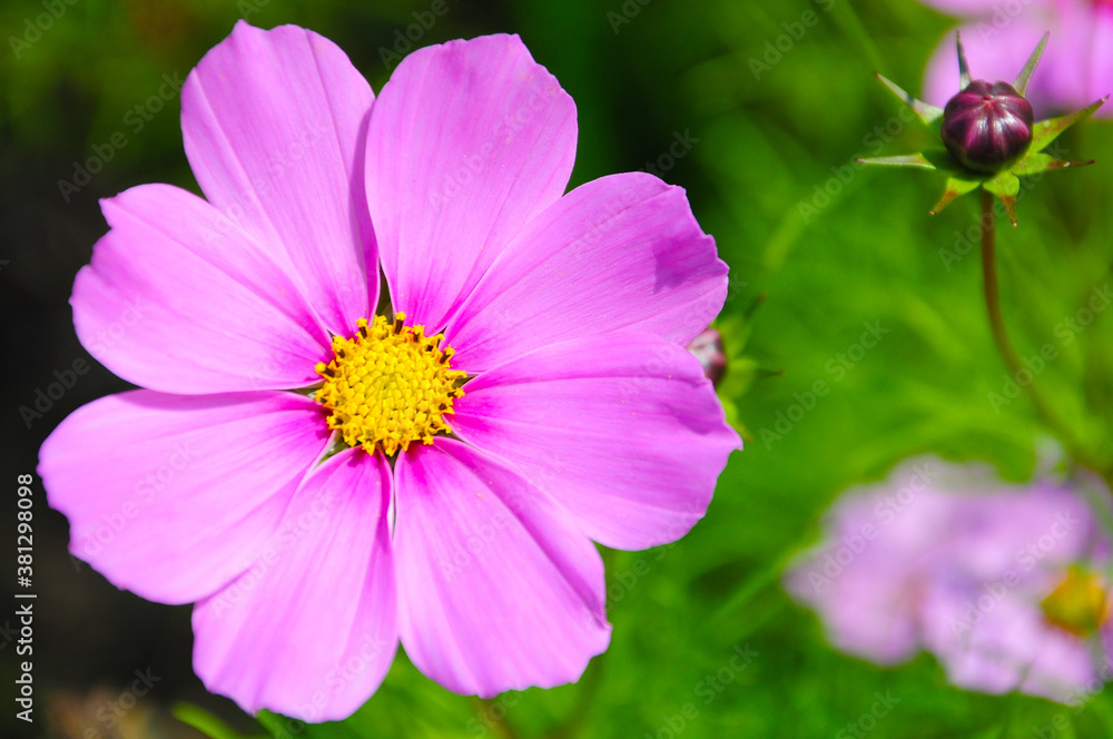 Pink garden cosmos flower in the garden of the nature. Pink garden cosmos flower in the garden of the nature.