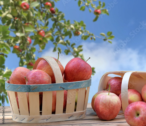 roup of red apples in little basket on a wooden table in front of branch of apple tree on blue sky