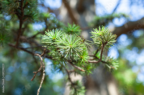 The cedar needle branchlet
