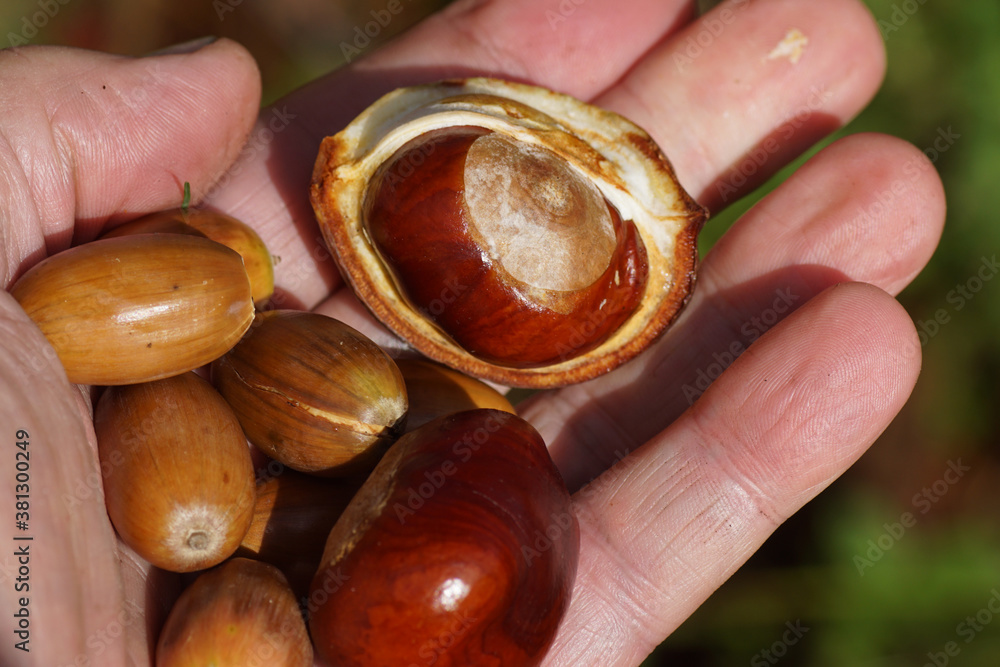 acorns and chestnuts in a hand in a Dutch garden in September. Netherlands acorns and chestnuts in a hand in a Dutch garden in September. Netherlands