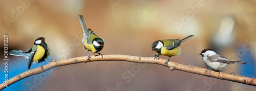 four beautiful little birds of Tits sitting on a branch in Sunny garden