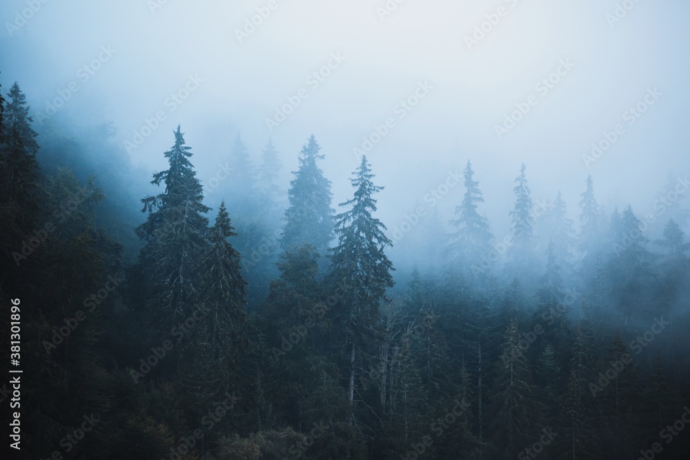 Misty landscape with fir forest. Foggy mountains,autumn season.
