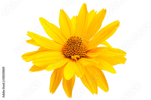 Yellow daisy blossom