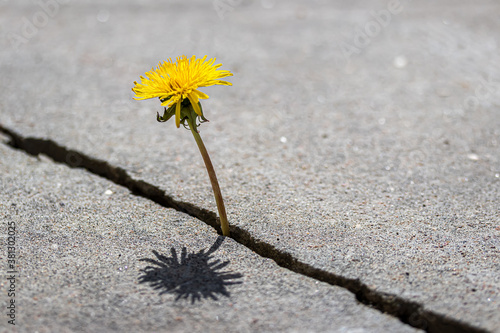 Slika na platnu A yellow dandelion flower growing from a crack in concrete or cement