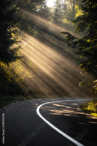 Forest road in a green fogg...