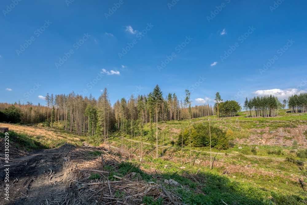 Deforested landscape, harvested forest in countryside after bark beetle attack calamity. Vysocina, Puklice Jihlava in Czech Republic, European landscape Deforested landscape, harvested forest in countryside after bark beetle attack calamity. Vysocina, Puklice Jihlava in Czech Republic, European landscape