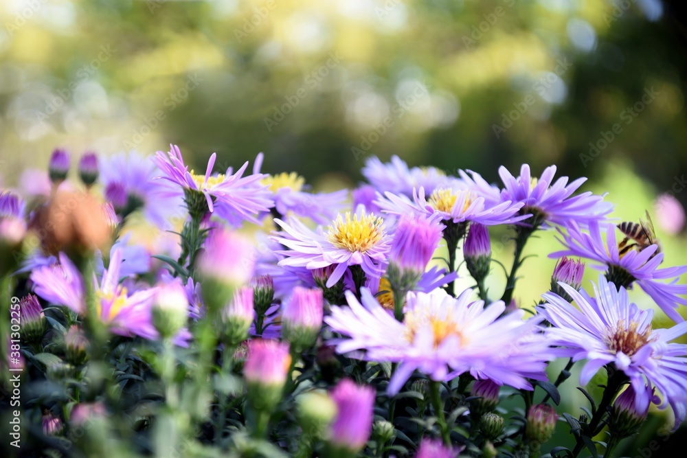 Fototapeta premium Selective focus of autumn flower Aster alpinus (blue alpine daisy) under sunlight. Russian Far East