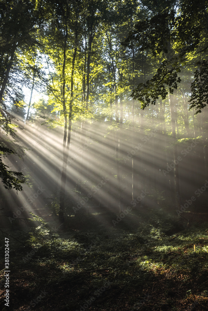 Obraz premium sun rays through the beech trees in the forest. Wonderful nature landscape