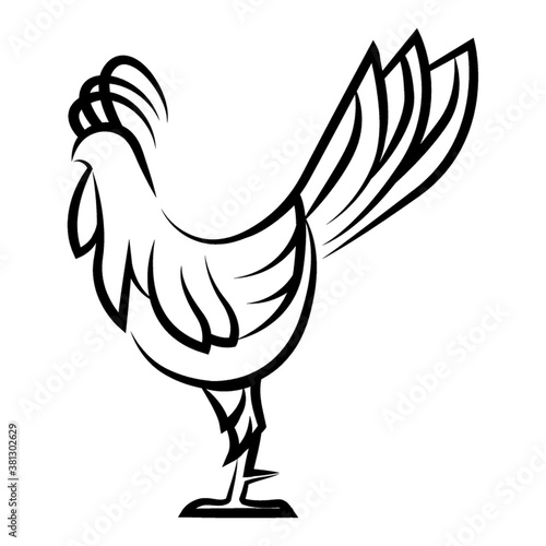 rooster