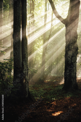 Forest of Beech Trees illum...
