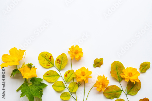 yellow flowers cosmos, leaf in autumn season arrangement flat lay postcard style on background white 