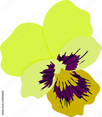 Vector yellow pansy flower. Isolated on white background. Element for greeting card or textile design