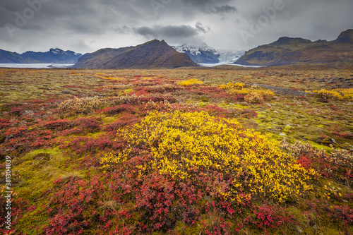 Fototapeta Naklejka Na Ścianę i Meble -  Landscape in the south of Iceland in autumn colours in overcast weather