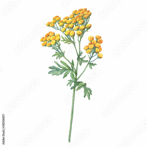 Closeup of a branch of the field Tansy flower (Tanacetum vulgare also known as bitter buttons, cow bitter, or golden buttons). Watercolor hand drawn painting illustration isolated on white background.