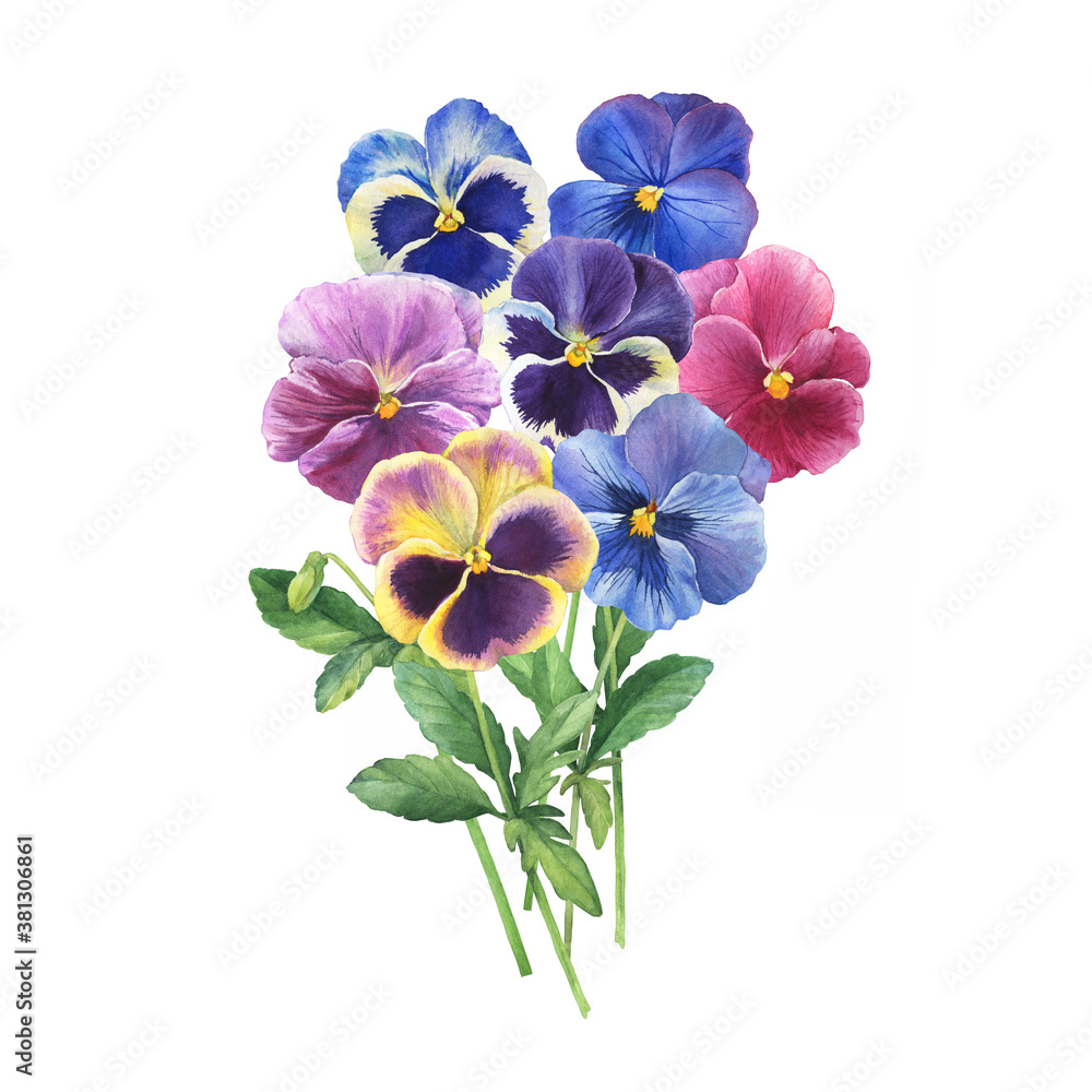 Bouquet of the blue garden tricolor pansy flower (Viola tricolor, viola  arvensis, heartsease, violet, kiss-me-quick) Hand drawn botanical  watercolor painting illustration isolated on white background Stock  Illustration | Adobe Stock