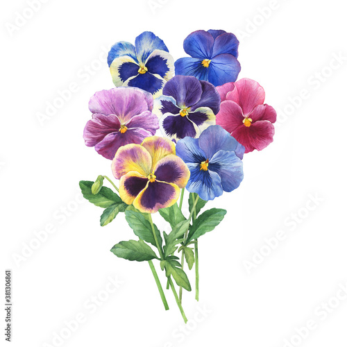 Bouquet of the blue garden tricolor pansy flower (Viola tricolor, viola arvensis, heartsease, violet, kiss-me-quick) Hand drawn botanical watercolor painting illustration isolated on white background photo