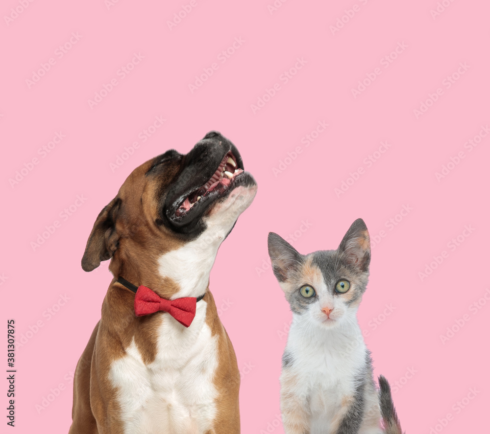 team of boxer and metis cat on pink background team of boxer and metis cat on pink background