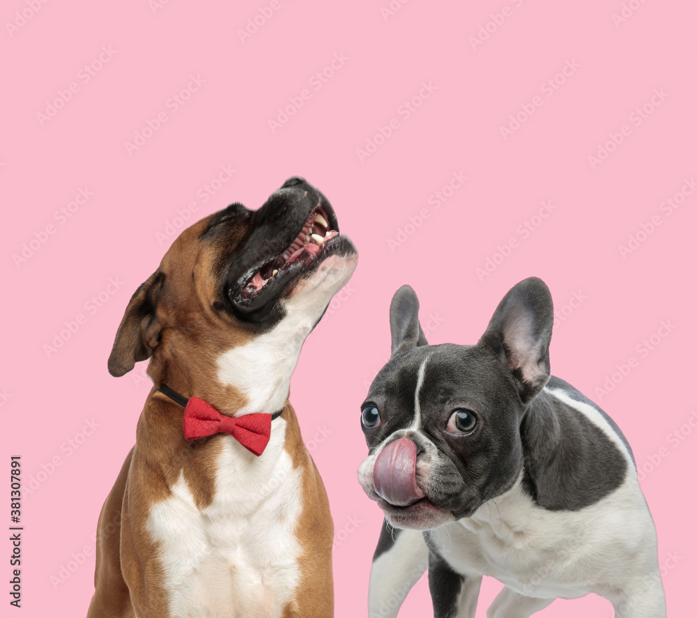 Fototapeta premium team of boxer and french bulldog on pink background