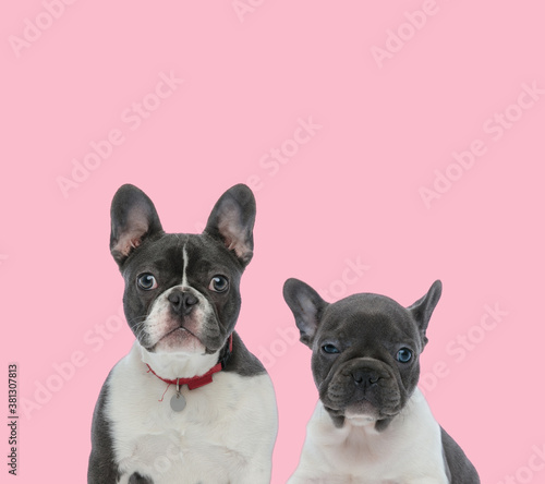 team of two french bulldogs on pink background