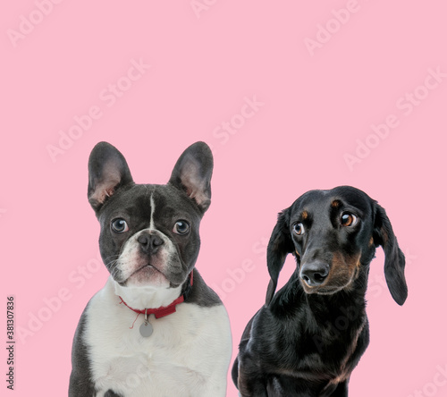 team of french bulldog and teckel dachshund