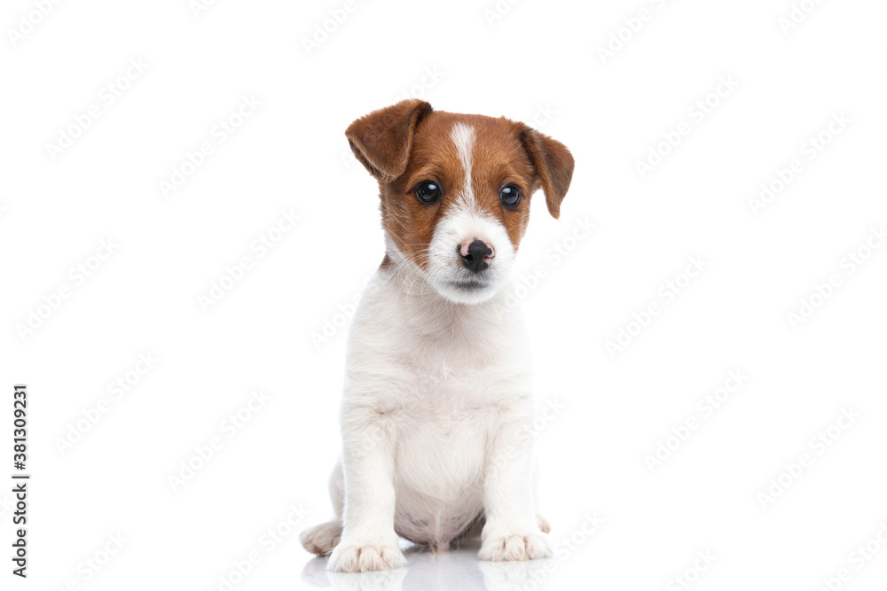 jack russell terrier dog sitting and looking away