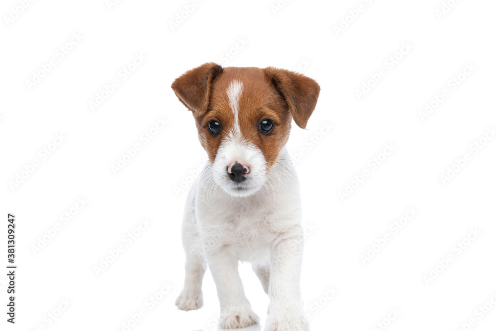 jack russell terrier dog walking towards the camera