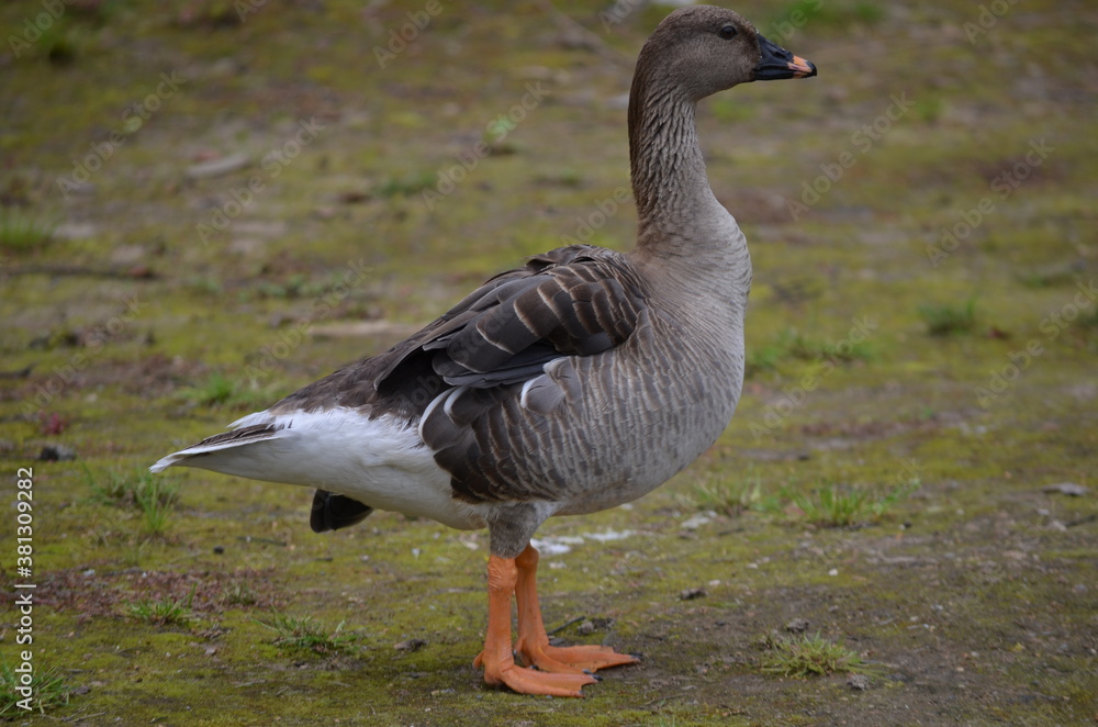 goose on the beach