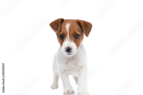 jack russell terrier dog walking towards the camera