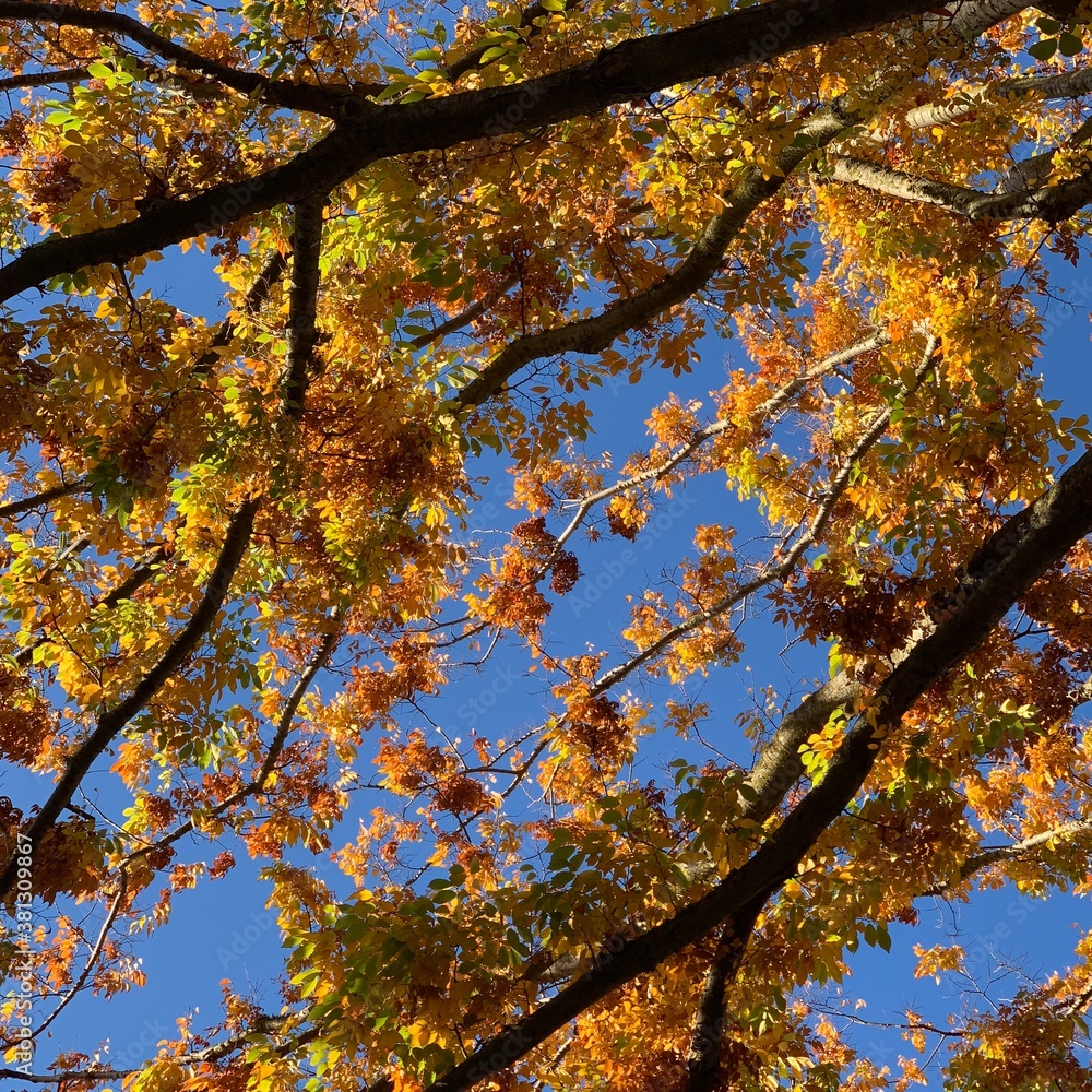 orange, yellow and green autumn leaves and tree branches against deep blue sky, square, fall season orange, yellow and green autumn leaves and tree branches against deep blue sky, square, fall season