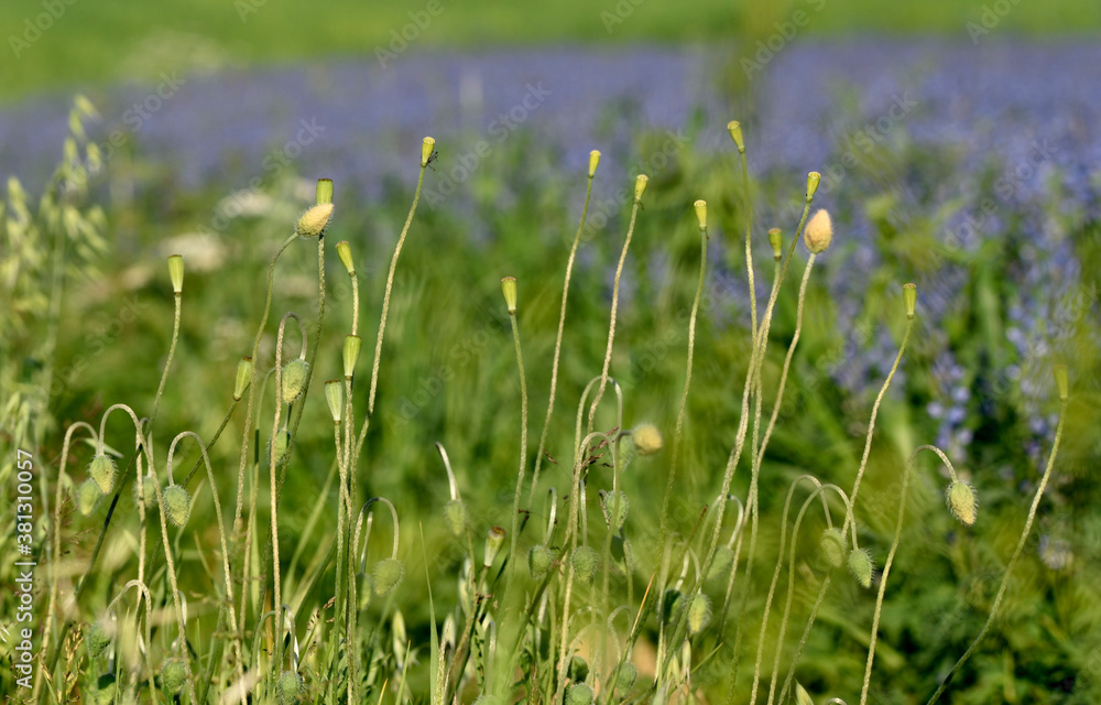 green buds and a pod of poppy seeds on a sun-drenched meadow green buds and a pod of poppy seeds on a sun-drenched meadow