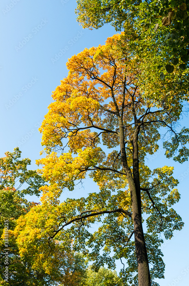 Beautiful autumn yellow and green trees against the blue sky. Vertical layout. Beautiful autumn yellow and green trees against the blue sky. Vertical layout.