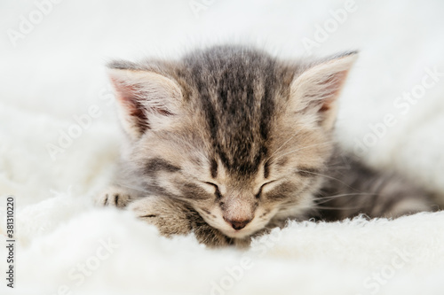 Striped tabby kitten sleeping on white fluffy blanket. Portrait beautiful fluffy cute gray kitten. Cat, animal baby, kitten lies on white plaid. Closeup