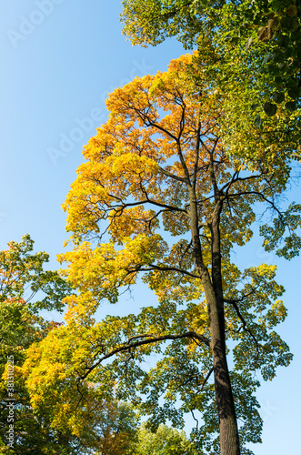 Beautiful autumn yellow and green trees against the blue sky. Vertical layout.