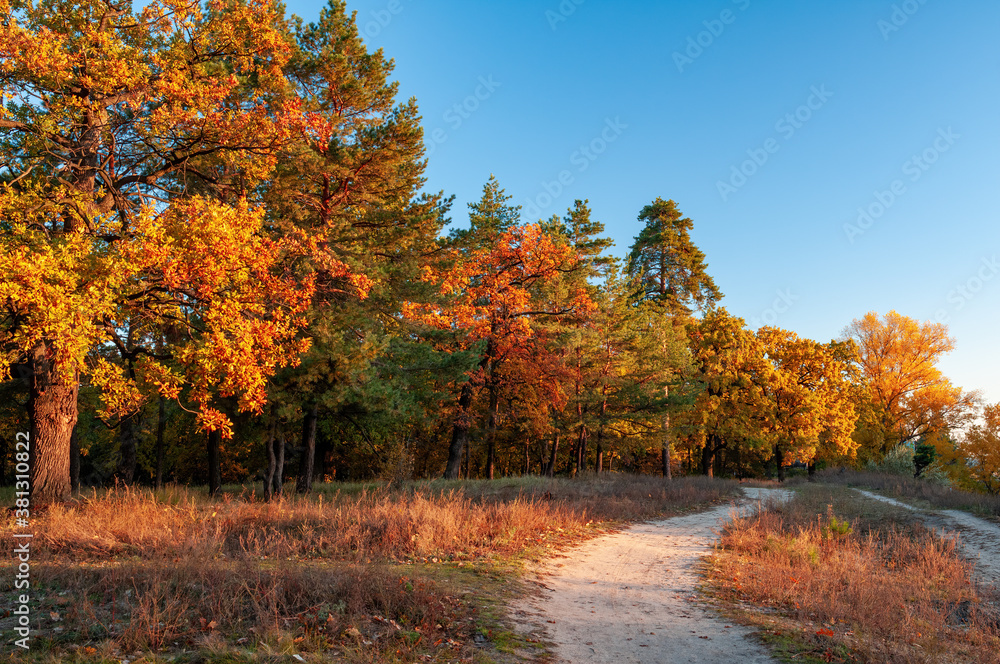 Dirt road along edge of the wood with colorful oak and fir trees illuminated by sunset at autumn evening