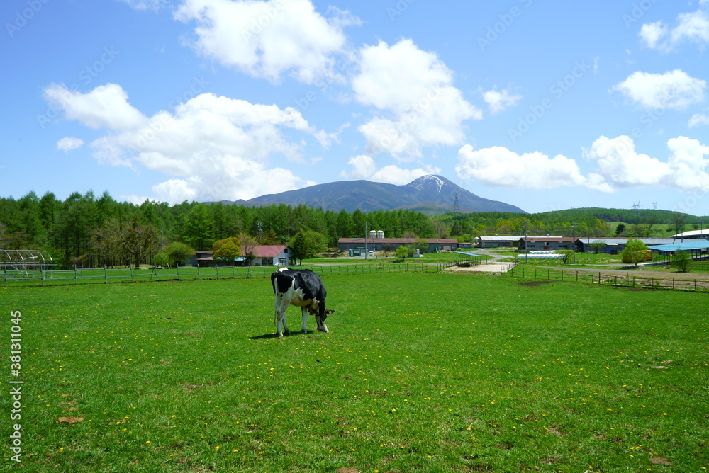 Sunny blue sky and ranch cows Sunny blue sky and ranch cows