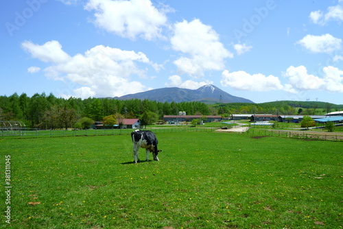 Sunny blue sky and ranch cows