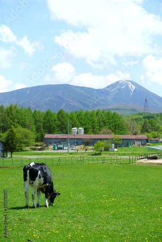 Sunny blue sky and ranch cows